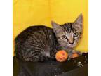 Adopt Sushi a Domestic Short Hair