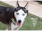 Adopt Mysaria a Siberian Husky, Mixed Breed
