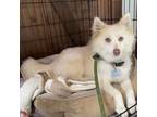 Adopt Puff - Costa Mesa Location a American Eskimo Dog, Pomeranian
