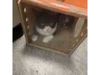 Adopt Top Cat a Domestic Short Hair