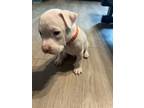 Adopt Casper a Pit Bull Terrier