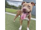 Adopt Honda a Pit Bull Terrier