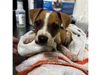 Adopt Chicken Tender a Hound