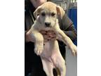 Adopt Kanga P2 "Robin" a Labrador Retriever