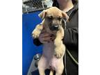 Adopt Kanga P1 "Piglet" a Labrador Retriever