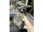 Adopt Karsa K1 "Queen" a Domestic Short Hair