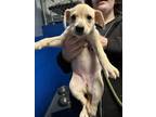 Adopt Kanga P3 "Roo" a Labrador Retriever