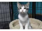 Adopt Karsa K3 "Duchess" a Domestic Short Hair
