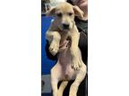 Adopt Kanga P4 "Winnie" a Labrador Retriever