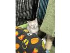 Adopt Karsa K2 "Princess" a Domestic Short Hair, Siamese