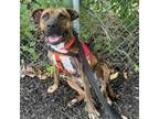Adopt Peppermint Patty a Pit Bull Terrier
