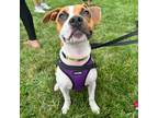 Adopt Sally Brown a Beagle, Mixed Breed