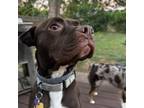 Adopt Wren a Boxer