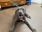 Adopt Fern a Pit Bull Terrier