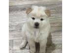 Adopt Maxie a Chow Chow