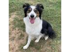 Adopt Luna a Australian Shepherd