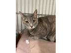 Adopt Mrs. Peacock a Domestic Short Hair