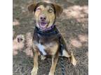 Adopt Jolene a Australian Shepherd, Mixed Breed