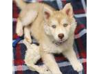 Adopt Lula a Husky