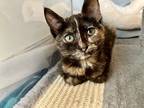 Adopt Poppy (Stormy) a Domestic Short Hair