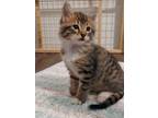 Adopt Gizmo a Domestic Short Hair