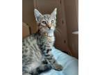 Adopt Thea a Domestic Short Hair