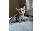 Adopt Phoebe a Domestic Short Hair