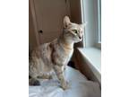 Adopt Mitzie a Domestic Short Hair