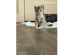 Adopt Fiona a Domestic Short Hair