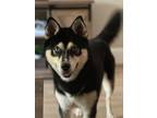 Adopt Blue a Shiba Inu, Siberian Husky