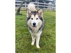 Adopt Sasha a Alaskan Malamute