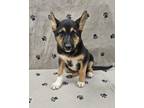 Adopt Kate a German Shepherd Dog, Collie