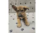 Adopt Khloe a German Shepherd Dog, Collie