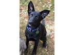 Adopt Kaylee a German Shepherd Dog, Collie