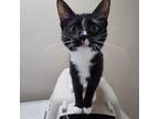 Adopt Pudding a American Shorthair
