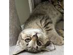 Adopt Candy Cane a Domestic Short Hair