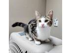 Adopt Pixie a American Shorthair
