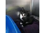 Adopt Jelly a Domestic Short Hair