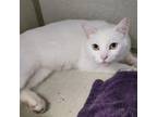 Adopt Bianca a Domestic Short Hair