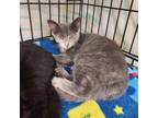 Adopt Lila a Domestic Short Hair