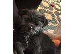 Adopt Lottie a Brussels Griffon