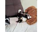 Adopt Peach a Domestic Short Hair