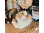 Adopt Paris a Domestic Medium Hair