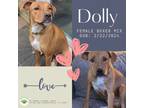 Adopt Dolly a Boxer