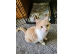 Adopt Allie a Domestic Short Hair