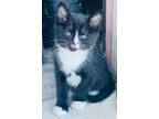 Adopt Cece a Domestic Short Hair