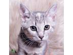 Adopt Captain Allison a Domestic Short Hair