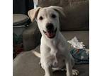 Adopt Freya TE a White German Shepherd, Labrador Retriever