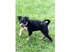 Adopt Kiki a Shepherd, Labrador Retriever