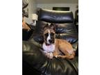 Adopt Louise a Boxer